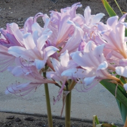 Squamigera Squamigera Lycoris