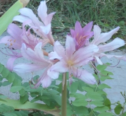 Lycoris (Spring)