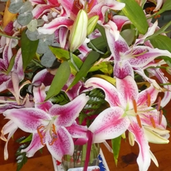 Stargazer Stargazer Oriental Lily