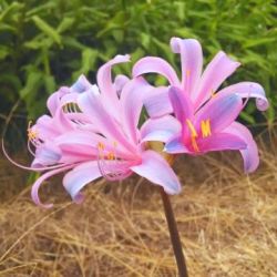 TC_Sprengeri Sprengeri Lycoris