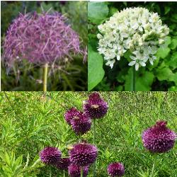 Tall_Allium_Collection Tall Allium Collection