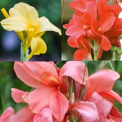 Tall_Canna_Collection Tall Canna Collection