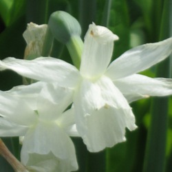 Triandrus_Thalia Thalia Daffodil