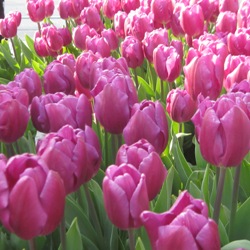 Don Quichotte Tulip