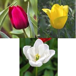 Triumph_Tulip_Collection Triumph Tulip Collection