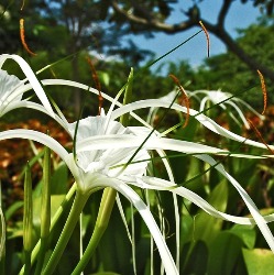 Tropical_Giant Hymenocallis Tropical Giant