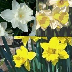 Trumpet_Daffodil_Collection Trumpet Daffodil Collection
