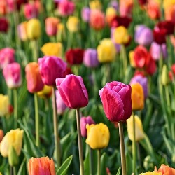 Tulips Darwin Tulips by the Bushel