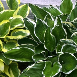 Variegated Variegated Leaf Hosta By the Bushel