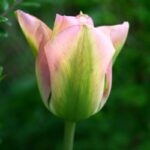 Viridiflora Tulips