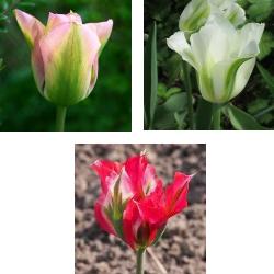 Viridiflora_Tulip_Collection Viridiflora Tulip Collection