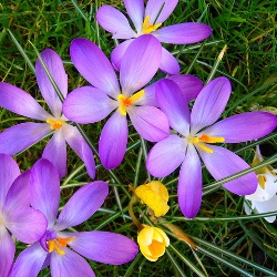 Whitewell_Purple Whitewell Purple Crocus