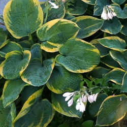 Wide_Brim Wide Brim Hosta