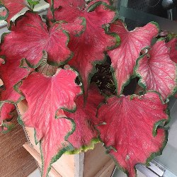 Wiki_Caladium_Red_Ruffles_Strap Florida Red Ruffles Strap Caladium