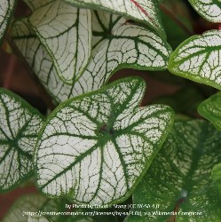 Wiki_Candidum_Jr Candidum, Jr. Dwarf Caladium