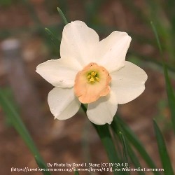 Wiki_Jonquilla_Bell_Song Bell Song Daffodil