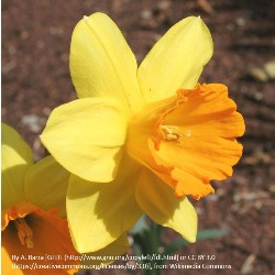 Wiki_Large_Cup_Fortune Fortune Daffodils by the Bushel