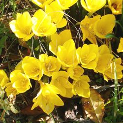 Wiki_Sternbergia_Lutea2 Sternbergia Lutea