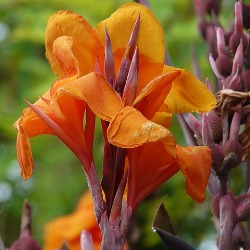 Wyoming Wyoming Giant Canna
