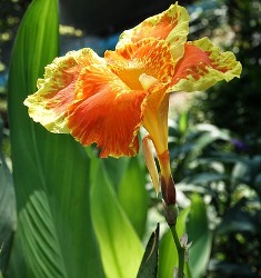 Yellow_King_Humbert Yellow King Humbert Giant Canna
