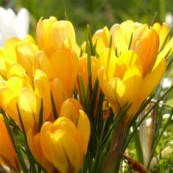 Yellow_Mammoth Yellow Mammoth Crocus