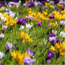 Crocus